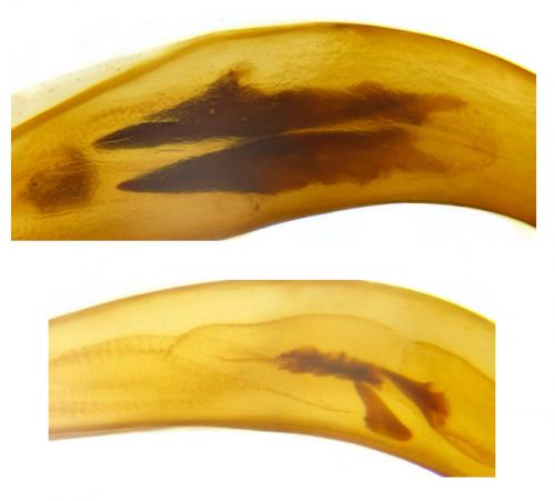 Réf. 194 427 : Ophonus rufibarbis